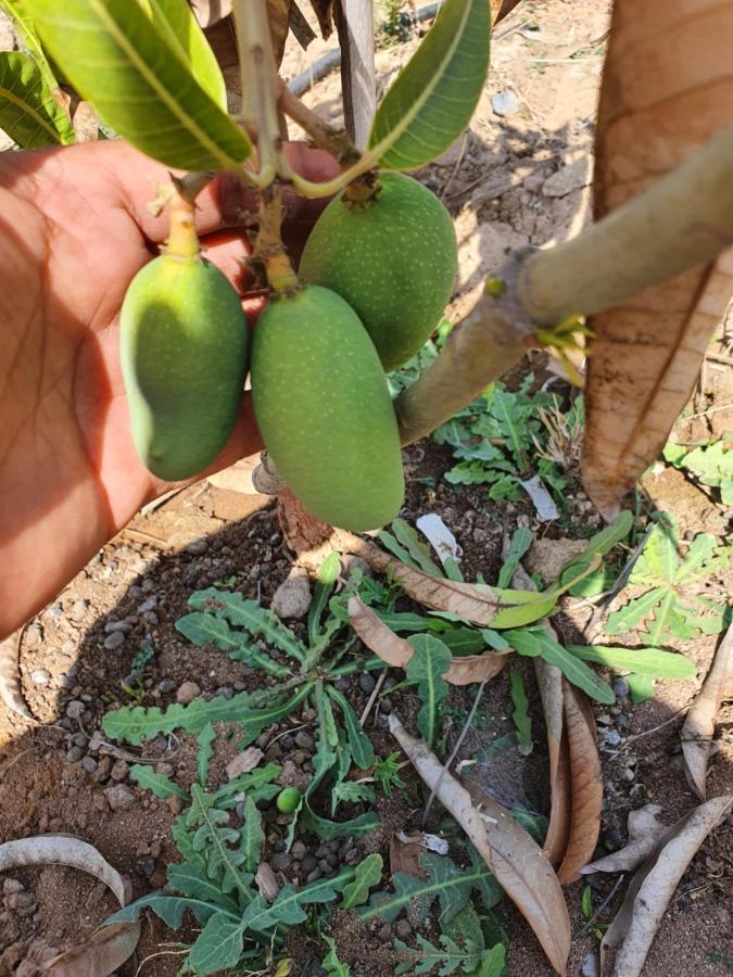 Willa Krishna Farm & Forest Bhuj Zewnętrze zdjęcie